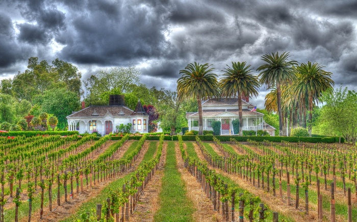Vineyard with houses and palm trees under cloudy sky
