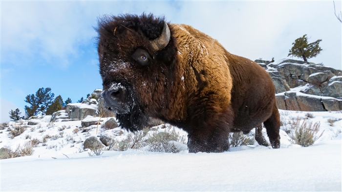 Majestic Buffalo in Snowy Winter Landscape 4K