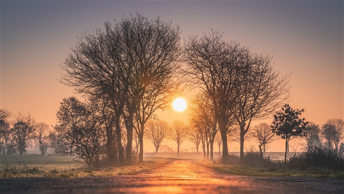 Sunrise over a road lined with trees in Germany 4K