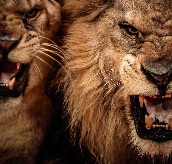 Two lions roaring, close-up
