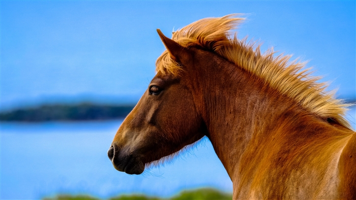 Brown horse with blonde mane in profile