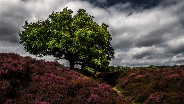 Tree in a field of heather under a cloudy sky 4K