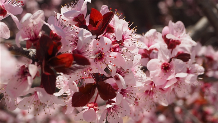 Pink Cherry Blossoms on a Branch in Spring 4K