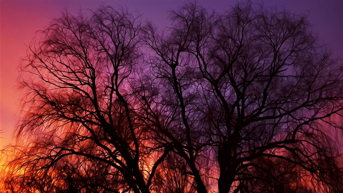 Silhouette of bare trees against a vibrant sunset sky