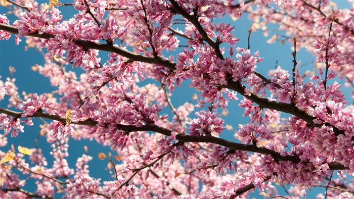 Pink Blossoms on Branches Against Blue Sky 4K