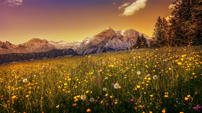 Flower Meadow with Mountains and Forest 4K