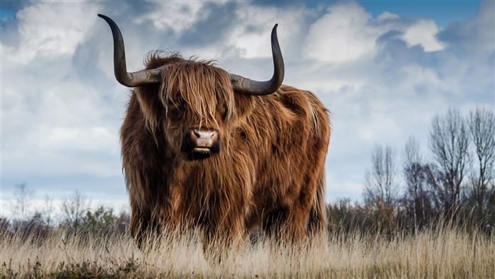 Highland Cow in a Field