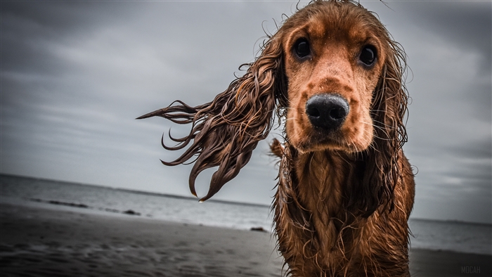 Wet Cocker Spaniel Dog on Beach 4K