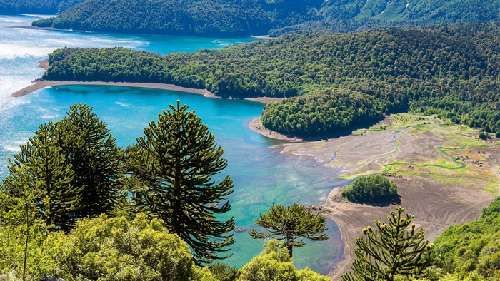 Serene Forest Lake Landscape in 4K