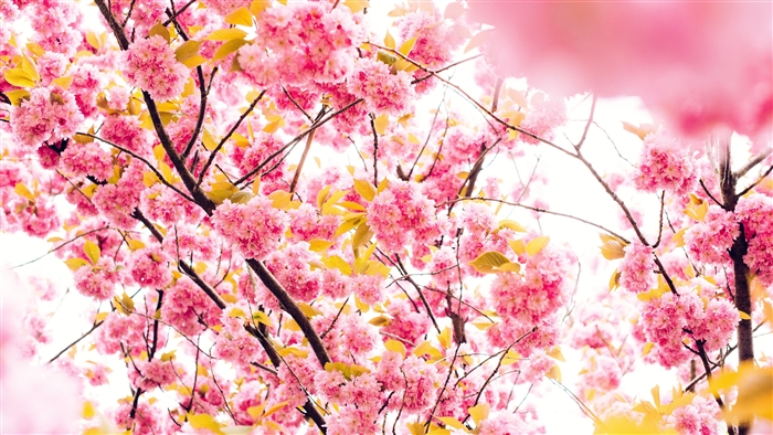 Pink Cherry Blossoms on Branches 4K