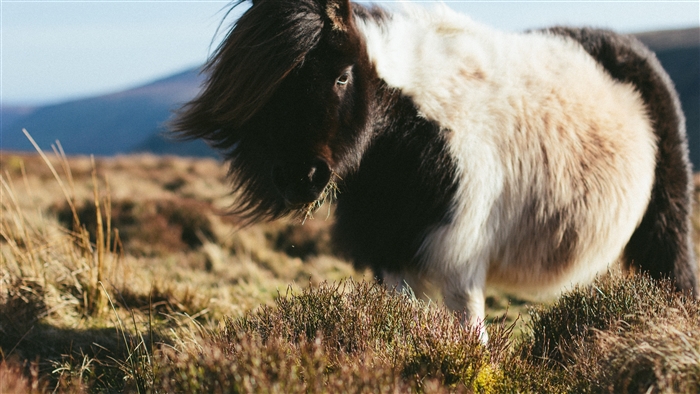 Pony grazing in a field