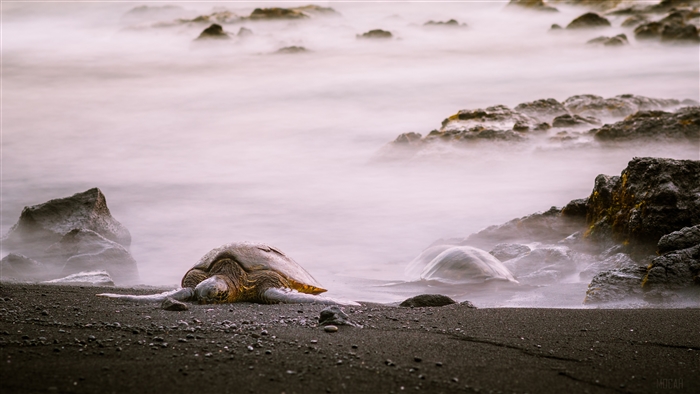 Sea Turtles on a Black Sand Beach with Foggy Rocks