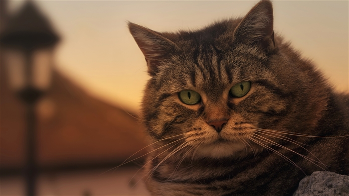 Close-up of a tabby cat with green eyes