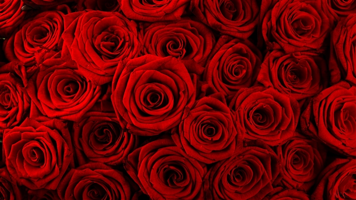 Close-Up of Red Roses 4K
