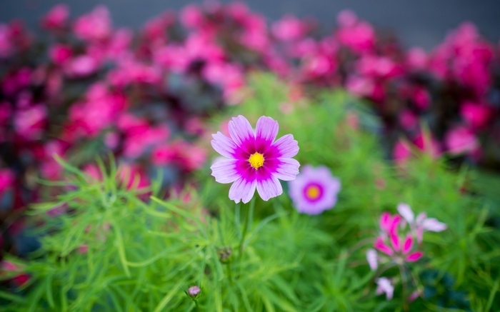 Pink and purple cosmos flowers in a garden
