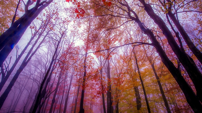 Foggy Autumn Forest with Vibrant Canopy Colors 4K