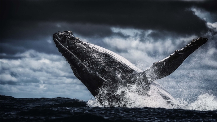Humpback whale breaching in dark stormy waters