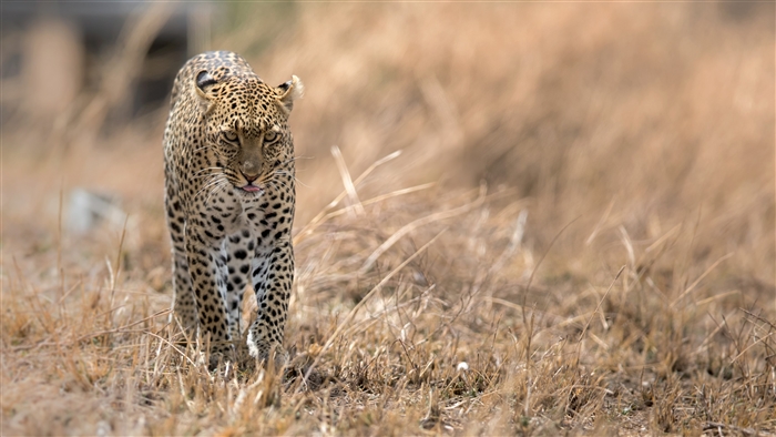 Leopard walking in dry grass 4K