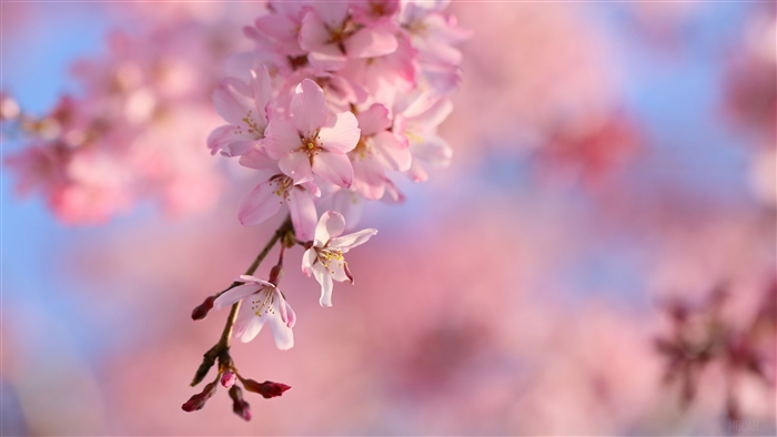 Delicate Cherry Blossom Branch in Spring 4K