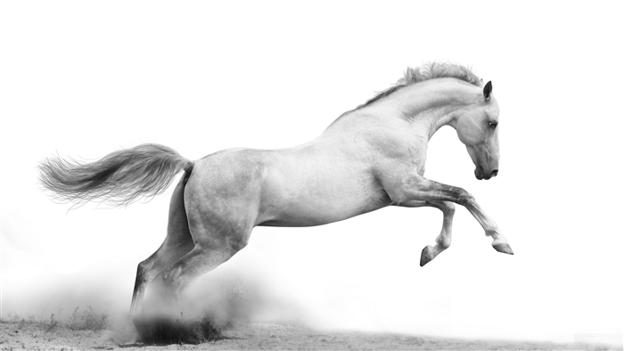 A white horse jumps in the sand