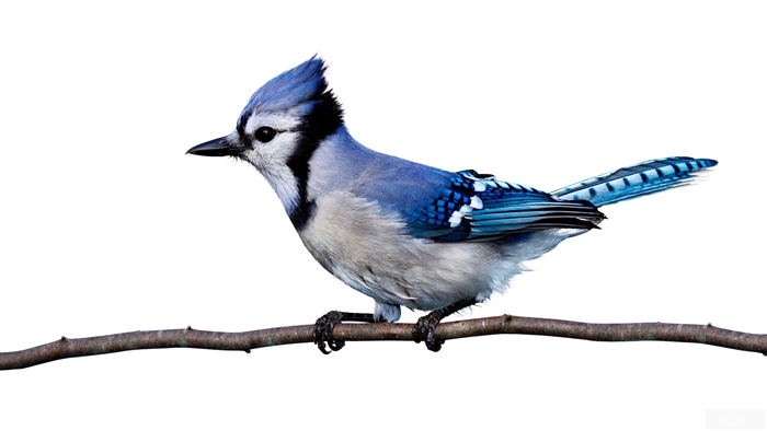Blue Jay perched on a branch