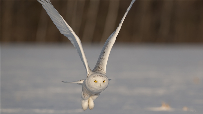 Snowy Owl in flight over snow