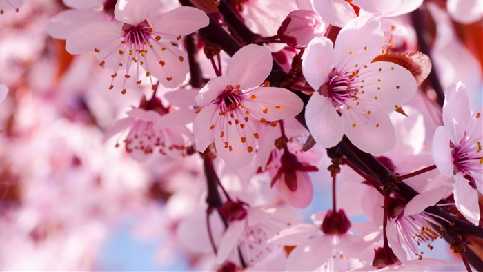 Close-up of Pink Cherry Blossoms