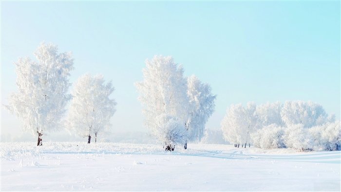 Snow-covered trees in a winter landscape 4K