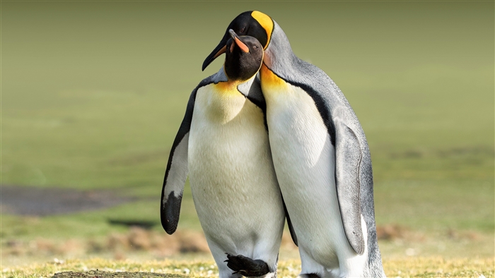 Two Penguins Showing Affection in Natural Habitat 4K