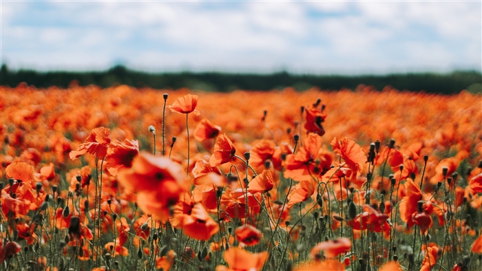Field of Red Poppies with Blue Sky