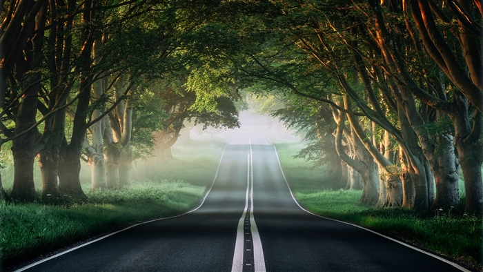 Road through a foggy forest with trees