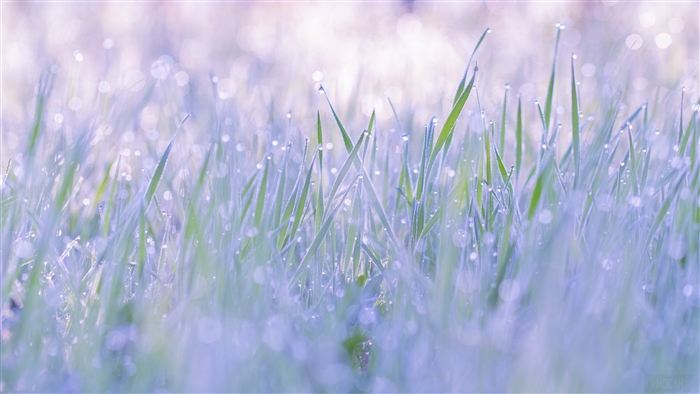 Macro shot of grass with dew drops and bokeh