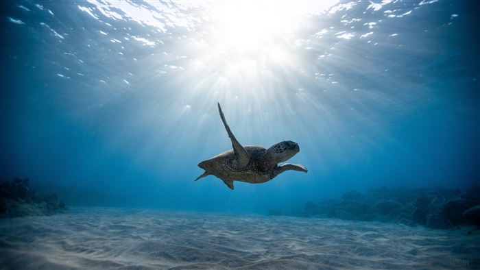 Sea Turtle Swimming Under Sunbeams 4K