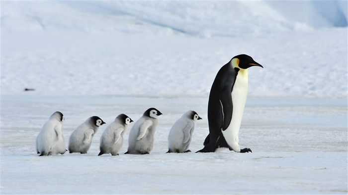 Emperor Penguin and Chicks on Ice