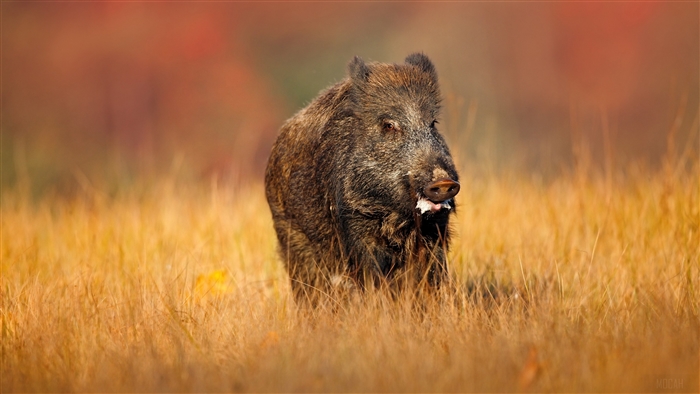 Wild Boar in Tall Grass 4K