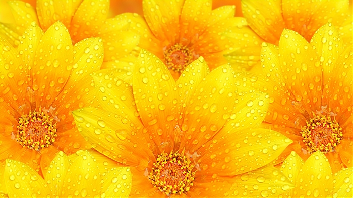 Yellow Flowers with Raindrops 4K