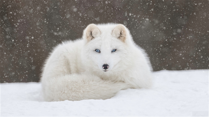 Arctic Fox in Snowfall Wildlife 4K