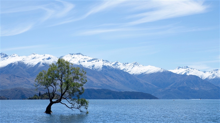 Tree in Lake Wanaka with Snow-Capped Mountains