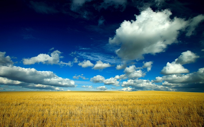 Golden field under a blue sky with clouds