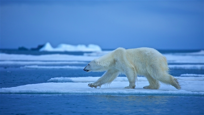 Polar Bear walking on ice floe in Arctic 4K