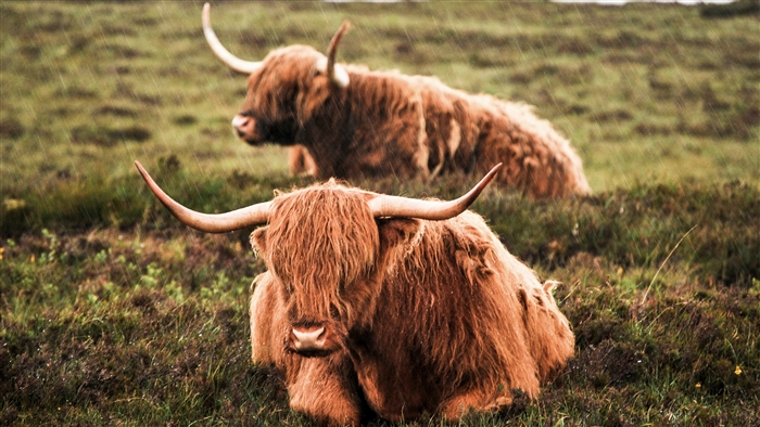 Highland Cattle Resting in Rainy Pasture 4K