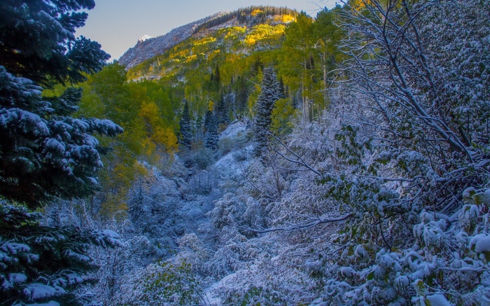 Snow-dusted autumn forest on a mountain slope