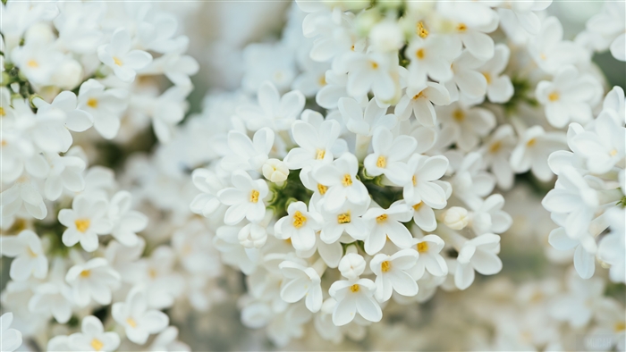 White Lilac Flowers 4K