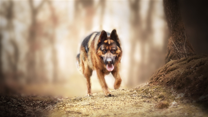 German Shepherd Dog Walking on Forest Path 4K