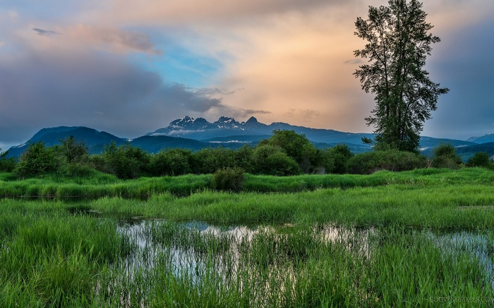 Mountain range and grassy marsh at sunset