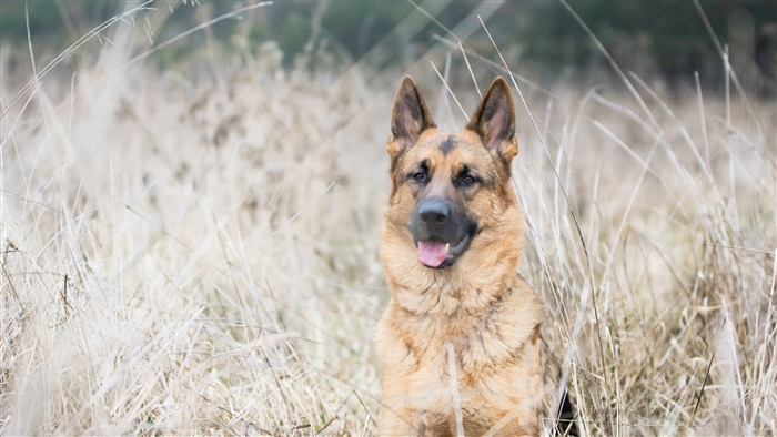 German Shepherd dog sitting in dry grass