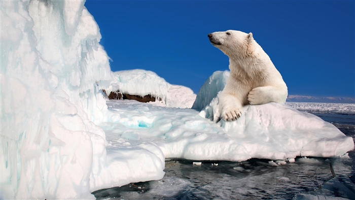 Polar Bear Resting on Ice Floe in 4K