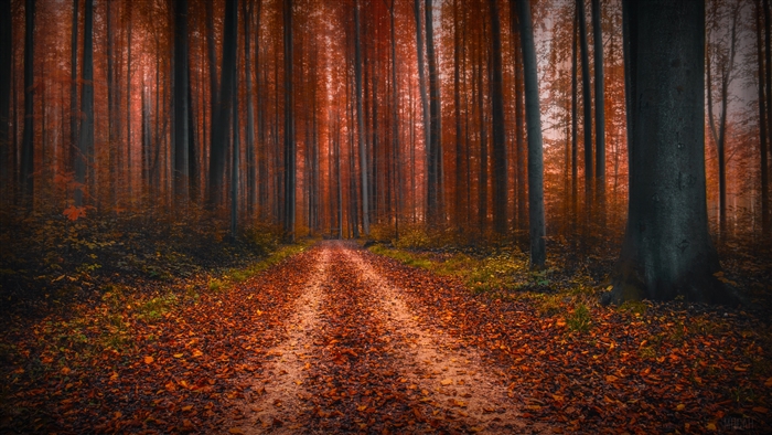 Autumn Dirt Road Through a Quiet Forest 4K