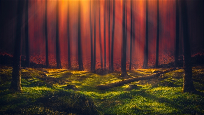 Sunbeams in a dark forest with green grass