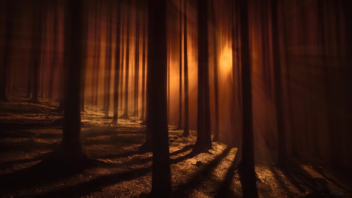 Sunbeams in a dark forest 4K